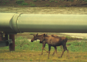 Wildlife around the pipeline
