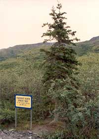 Northernmost spruce tree on the Dalton Highway